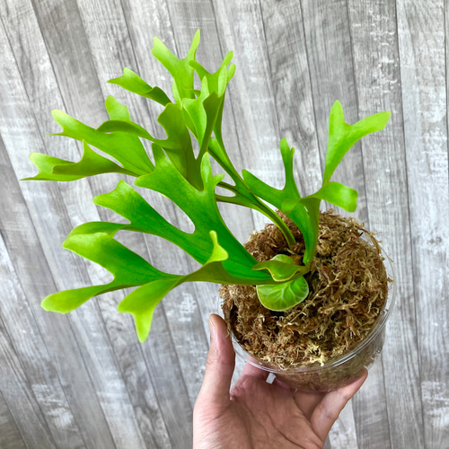 リドレイ 幼苗 ビカクシダ 観葉植物 インテリアグリーン その他