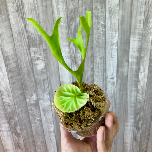 ビカクシダ　リドレイ　幼苗　12株 リドレイ 幼苗 ビカクシダ 観葉植物 インテリアグリーン その他