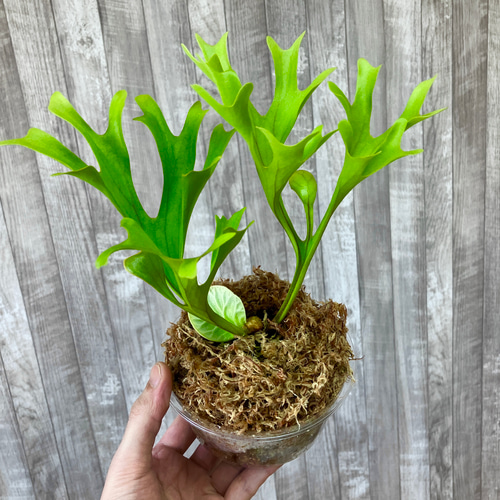 ビカクシダ　リドレイ　幼苗　12株 リドレイ 幼苗 ビカクシダ 観葉植物 インテリアグリーン その他