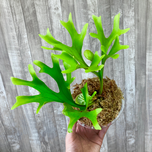 リドレイ 幼苗 ビカクシダ 観葉植物 インテリアグリーン その他