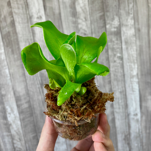 ヒリー 幼苗 群生 ビカクシダ 観葉植物 インテリアグリーン その他