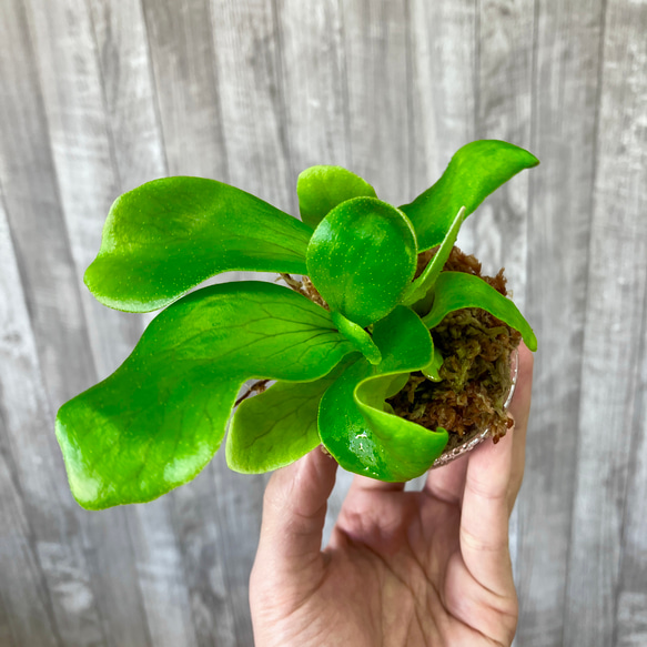 ヒリー　幼苗　ビカクシダ　観葉植物 3枚目の画像