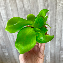 ヒリー　幼苗　ビカクシダ　観葉植物 2枚目の画像