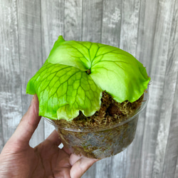 コロナリウム・フィリピネス　幼苗　ビカクシダ　観葉植物 5枚目の画像