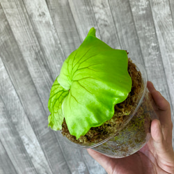 コロナリウム・フィリピネス　幼苗　ビカクシダ　観葉植物 7枚目の画像