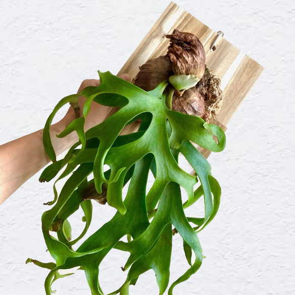 コロナリウム・フィリピネス　幼苗　ビカクシダ　観葉植物 1枚目の画像