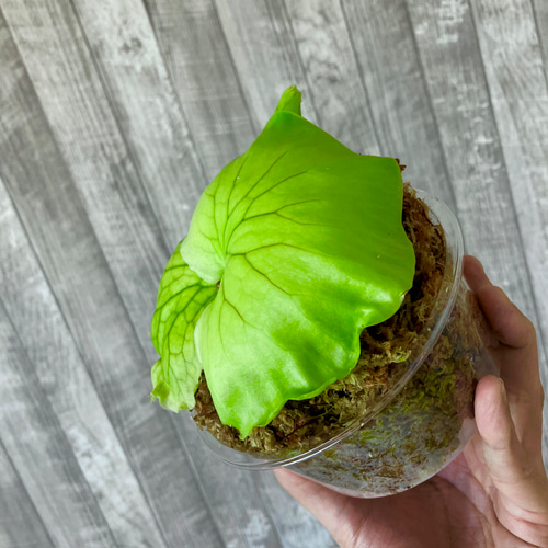 コロナリウム 幼苗 ビカクシダ 観葉植物 インテリアグリーン その他