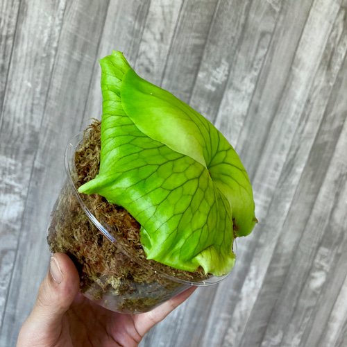 コロナリウム 幼苗 ビカクシダ 観葉植物 インテリアグリーン その他