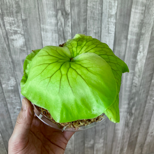 コロナリウム 幼苗 ビカクシダ 観葉植物 インテリアグリーン その他