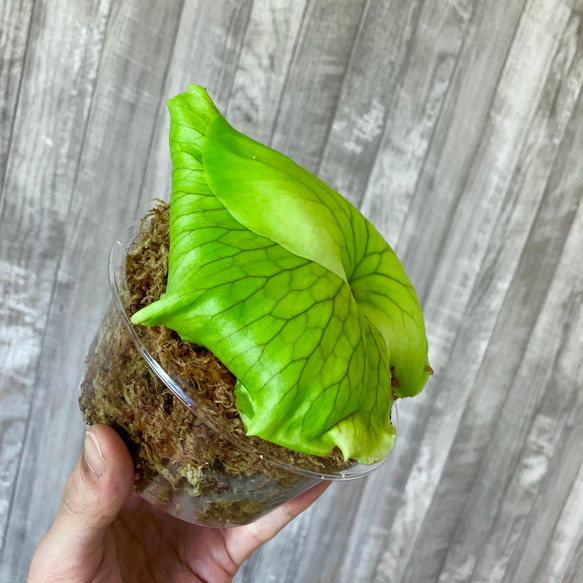 コロナリウム・フィリピネス　幼苗　ビカクシダ　観葉植物 6枚目の画像
