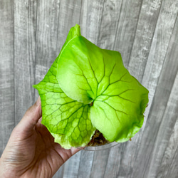 コロナリウム・フィリピネス　幼苗　ビカクシダ　観葉植物 2枚目の画像