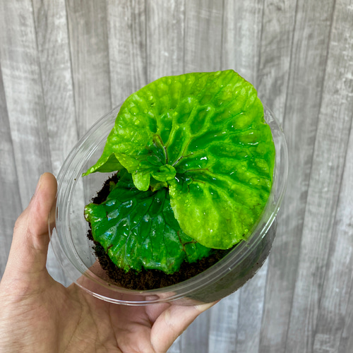 マダガスカリエンセ 幼苗 群生 ビカクシダ 観葉植物 インテリア