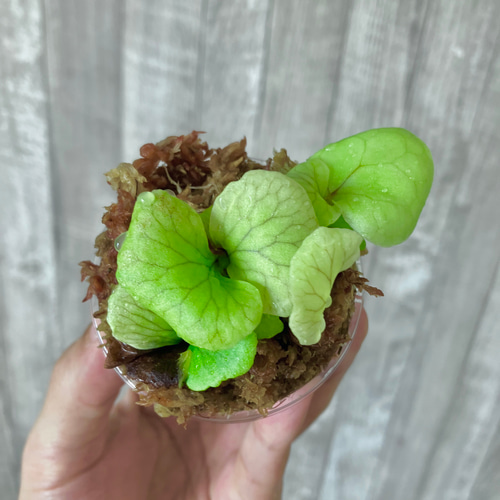マダガスカリエンセ 幼苗 群生 ビカクシダ 観葉植物 インテリア