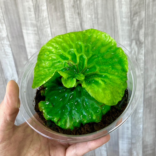 マダガスカリエンセ 幼苗 群生 ビカクシダ 観葉植物 インテリア