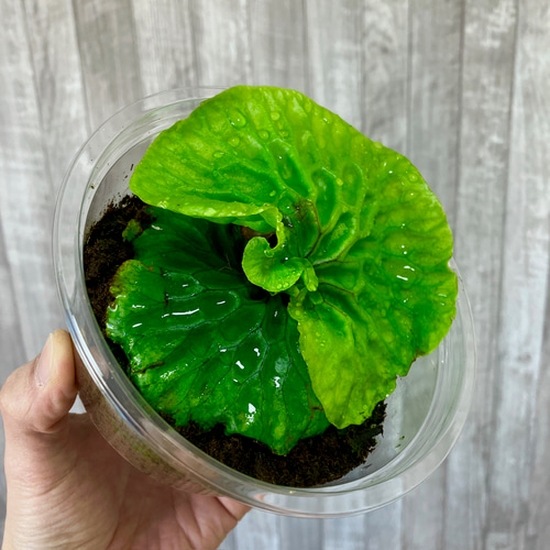 マダガスカリエンセ 幼苗 群生 ビカクシダ 観葉植物 インテリア