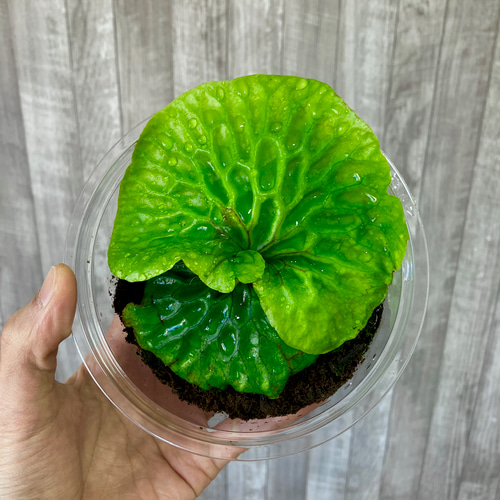 マダガスカリエンセ 幼苗 群生 ビカクシダ 観葉植物 インテリア