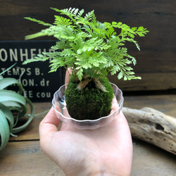 ダバリア苔玉仕立て♡涼しげ♡シダ♡観葉植物 7枚目の画像