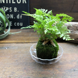 ダバリア苔玉仕立て♡涼しげ♡シダ♡観葉植物 12枚目の画像