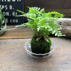 ダバリア苔玉仕立て♡涼しげ♡シダ♡観葉植物 1枚目の画像