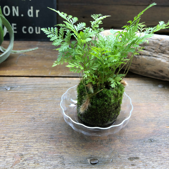 ダバリア苔玉仕立て♡涼しげ♡シダ♡観葉植物 18枚目の画像