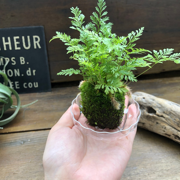 ダバリア苔玉仕立て♡涼しげ♡シダ♡観葉植物 4枚目の画像