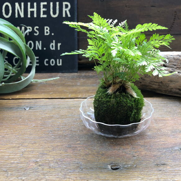 ダバリア苔玉仕立て♡涼しげ♡シダ♡観葉植物 14枚目の画像