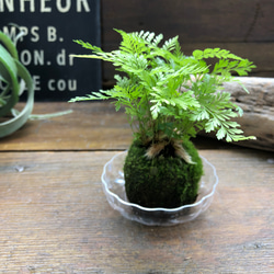 ダバリア苔玉仕立て♡涼しげ♡シダ♡観葉植物 6枚目の画像