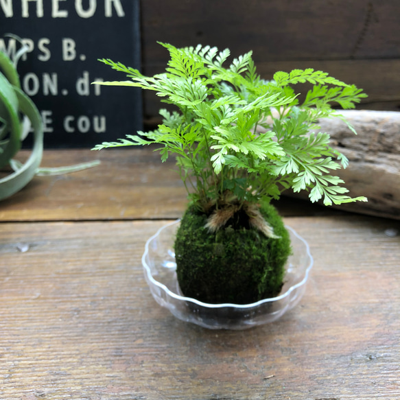 ダバリア苔玉仕立て♡涼しげ♡シダ♡観葉植物 8枚目の画像