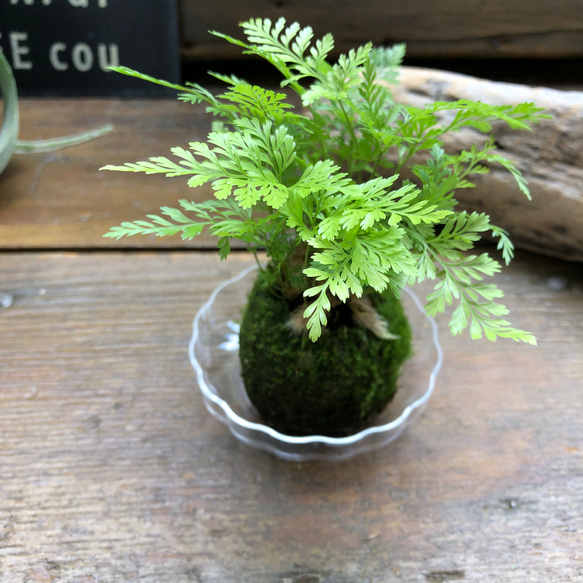 ダバリア苔玉仕立て♡涼しげ♡シダ♡観葉植物 9枚目の画像