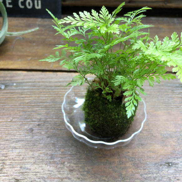 ダバリア苔玉仕立て♡涼しげ♡シダ♡観葉植物 17枚目の画像