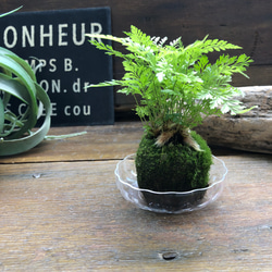 ダバリア苔玉仕立て♡涼しげ♡シダ♡観葉植物 13枚目の画像