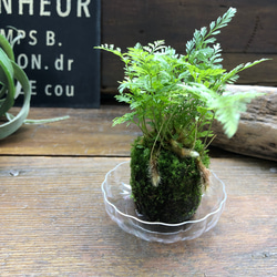 ダバリア苔玉仕立て♡涼しげ♡シダ♡観葉植物 19枚目の画像