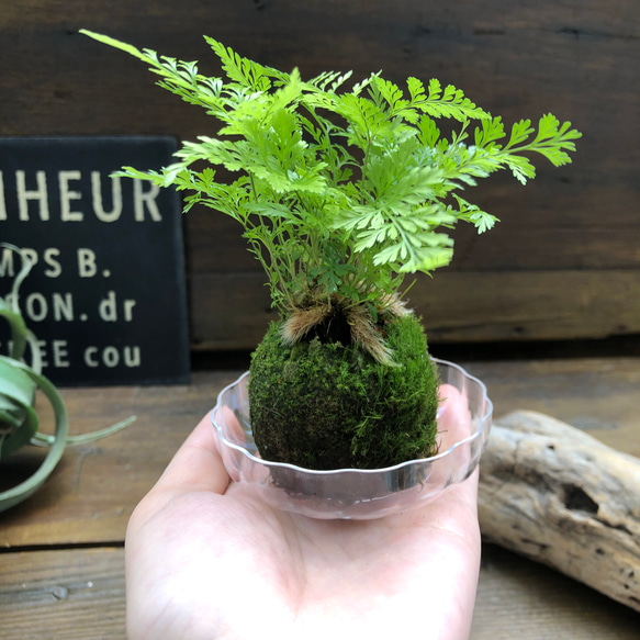 ダバリア苔玉仕立て♡涼しげ♡シダ♡観葉植物 16枚目の画像