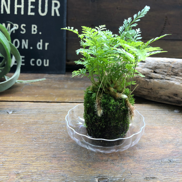 ダバリア苔玉仕立て♡涼しげ♡シダ♡観葉植物 3枚目の画像