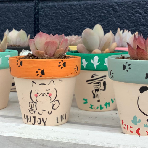 多肉植物。 專用図 ボタニカルマルシェ2025富山 サボテン、多肉植物、塊根植物、アガベ