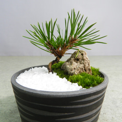 ☆ENGEI ichioki☆黒松・ミニ盆栽・01☆可愛らしい黒松盆栽です
