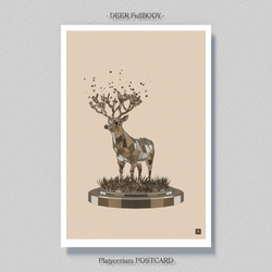 ビカクシダ【ポストカード】３枚セット 4枚目の画像