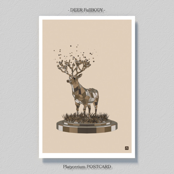 ビカクシダ【ポストカード】３枚セット 4枚目の画像