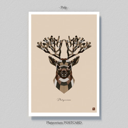 ビカクシダ【ポストカード】３枚セット 5枚目の画像