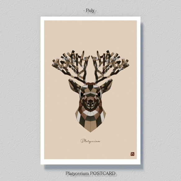 ビカクシダ【ポストカード】３枚セット 5枚目の画像