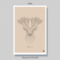 ビカクシダ【ポストカード】３枚セット 7枚目の画像