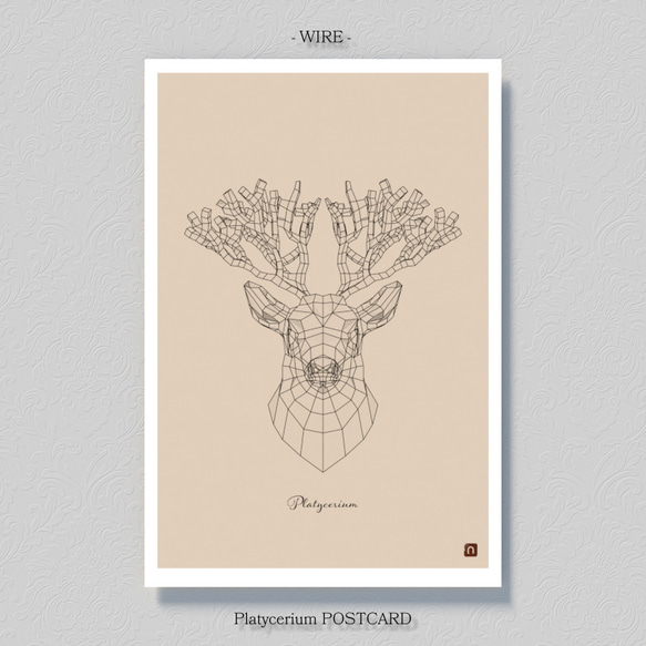 ビカクシダ【ポストカード】３枚セット 7枚目の画像