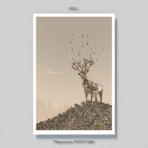 ビカクシダ【ポストカード】３枚セット 3枚目の画像