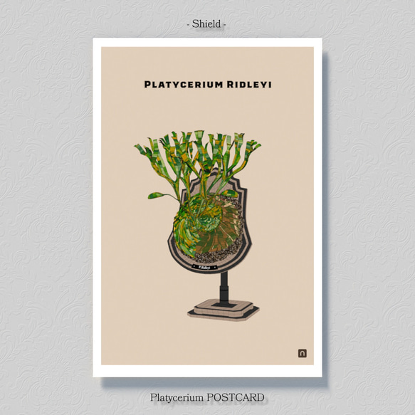 ビカクシダ【ポストカード】３枚セット 6枚目の画像