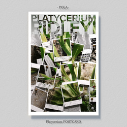 ビカクシダ【ポストカード】３枚セット 2枚目の画像