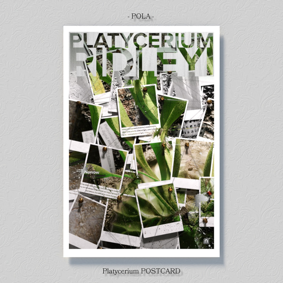 ビカクシダ【ポストカード】３枚セット 2枚目の画像