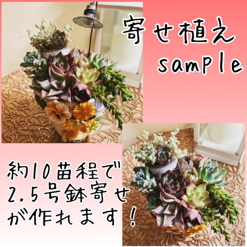 韓国苗 15苗ちびちゃん詰め合わせ！隙間があれば苗追加します♪ 多肉