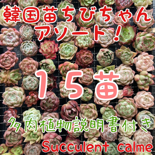 韓国苗 15苗ちびちゃん詰め合わせ！隙間があれば苗追加します♪ 多肉