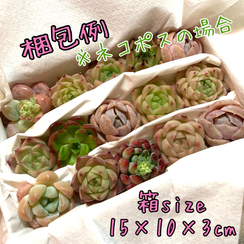 韓国苗 15苗ちびちゃん詰め合わせ！隙間があれば苗追加します♪ 多肉