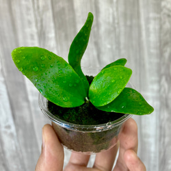 アルシコルネ・マダガスカル　幼苗　直径7.0cm    ビカクシダ　観葉植物 5枚目の画像